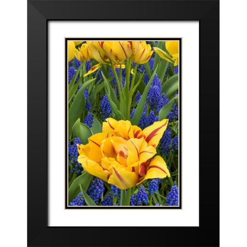 Netherlands, Lisse Tulips and grape hyacinth Black Modern Wood Framed Art Print with Double Matting by Bush, Marie