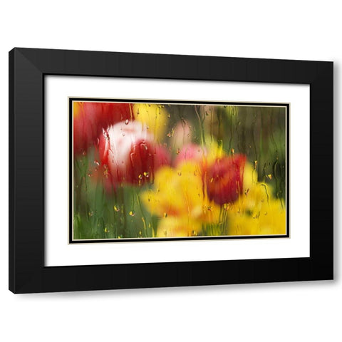 Europe, Netherlands Tulips through a wet window Black Modern Wood Framed Art Print with Double Matting by Bush, Marie