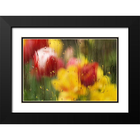 Europe, Netherlands Tulips through a wet window Black Modern Wood Framed Art Print with Double Matting by Bush, Marie