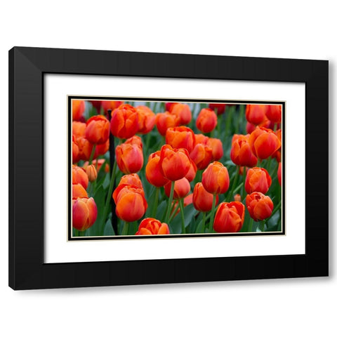 Netherlands-Holland Orange tulips at Keukenhof Gardens  Black Modern Wood Framed Art Print with Double Matting by Jaynes Gallery