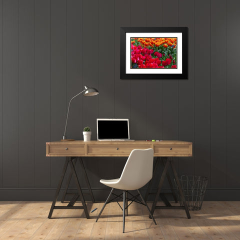 Netherlands Red tulips at Keukenhof Gardens  Black Modern Wood Framed Art Print with Double Matting by Jaynes Gallery