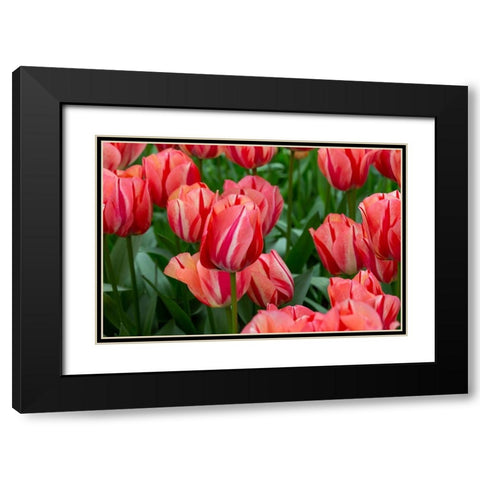 Netherlands-Holland Pink tulips at Keukenhof Gardens  Black Modern Wood Framed Art Print with Double Matting by Jaynes Gallery