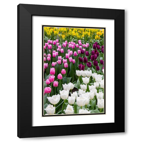 Netherlands-Holland Tulip display at Keukenhof Gardens  Black Modern Wood Framed Art Print with Double Matting by Jaynes Gallery