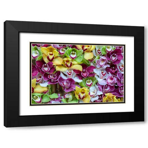 Netherlands Orchids on display at Keukenhof Gardens  Black Modern Wood Framed Art Print with Double Matting by Jaynes Gallery