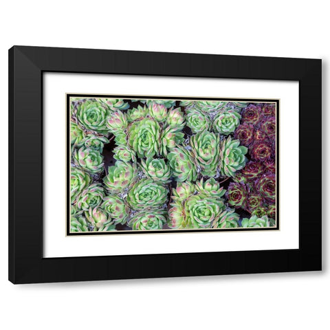 Netherlands-Amsterdam Close-up of succulents  Black Modern Wood Framed Art Print with Double Matting by Jaynes Gallery
