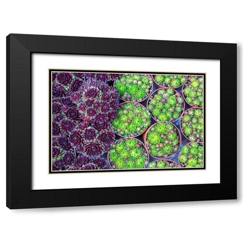 Netherlands-Amsterdam Close-up of succulents  Black Modern Wood Framed Art Print with Double Matting by Jaynes Gallery