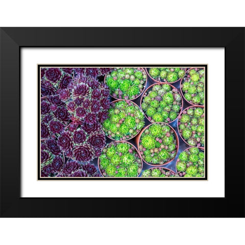 Netherlands-Amsterdam Close-up of succulents  Black Modern Wood Framed Art Print with Double Matting by Jaynes Gallery