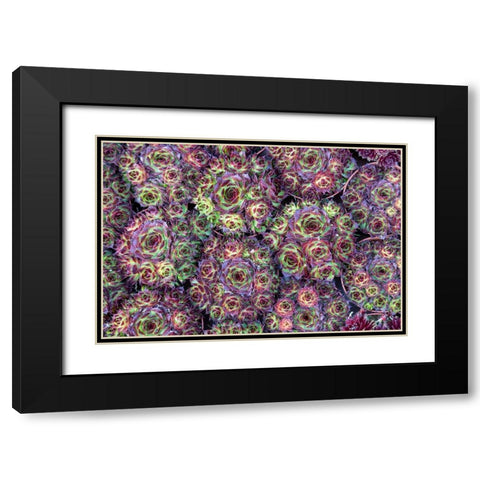 Netherlands-Amsterdam Close-up of succulents  Black Modern Wood Framed Art Print with Double Matting by Jaynes Gallery