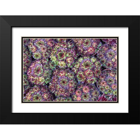 Netherlands-Amsterdam Close-up of succulents  Black Modern Wood Framed Art Print with Double Matting by Jaynes Gallery