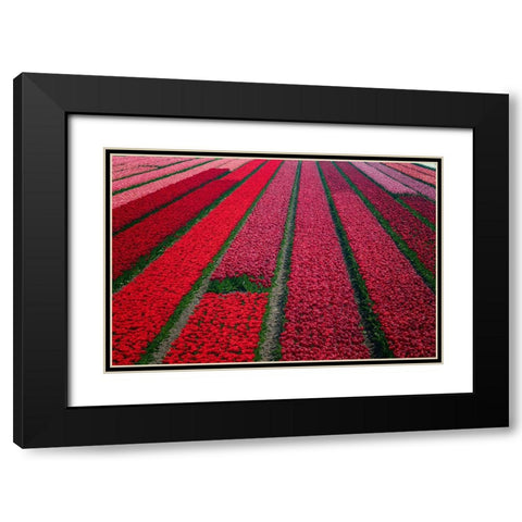 Europe-The Netherlands-Tulip field in the Beemster area Black Modern Wood Framed Art Print with Double Matting by Jaynes Gallery