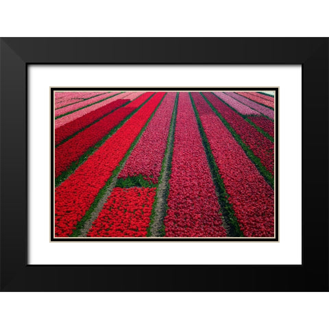 Europe-The Netherlands-Tulip field in the Beemster area Black Modern Wood Framed Art Print with Double Matting by Jaynes Gallery