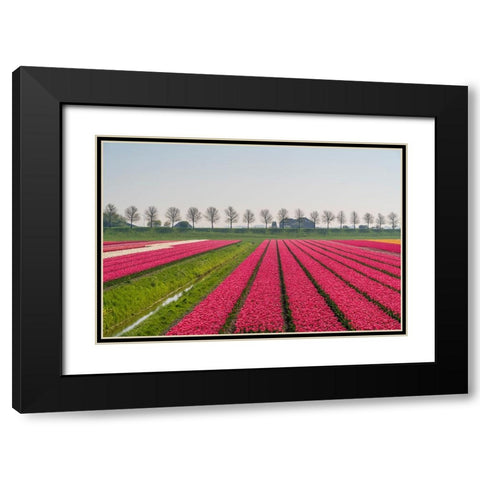 Europe-The Netherlands-Tulip field in the Beemster area Black Modern Wood Framed Art Print with Double Matting by Jaynes Gallery