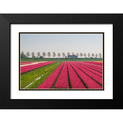 Europe-The Netherlands-Tulip field in the Beemster area Black Modern Wood Framed Art Print with Double Matting by Jaynes Gallery