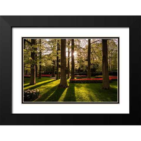 Europe-The Netherlands-Lisse-Keukenhof Gardens at sunrise Black Modern Wood Framed Art Print with Double Matting by Jaynes Gallery