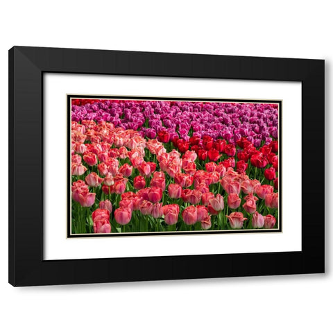 Europe-The Netherlands-Lisse-Close-up of blooming pink tulips in Keukenhof Gardens Black Modern Wood Framed Art Print with Double Matting by Jaynes Gallery