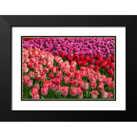 Europe-The Netherlands-Lisse-Close-up of blooming pink tulips in Keukenhof Gardens Black Modern Wood Framed Art Print with Double Matting by Jaynes Gallery