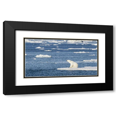 Norway, Svalbard Polar bear sitting in sun Black Modern Wood Framed Art Print with Double Matting by Young, Bill