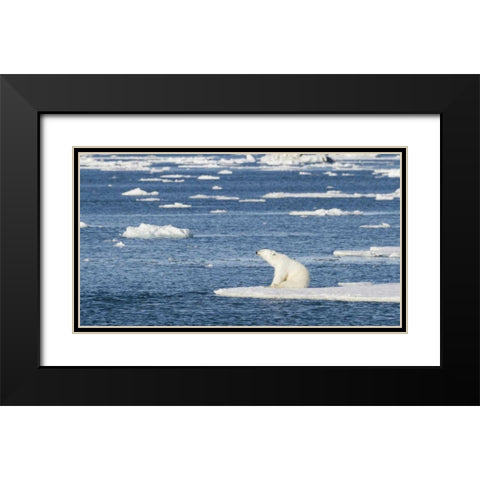 Norway, Svalbard Polar bear sitting in sun Black Modern Wood Framed Art Print with Double Matting by Young, Bill