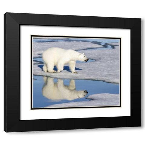 Norway, Svalbard Polar bear reflected in pool Black Modern Wood Framed Art Print with Double Matting by Young, Bill