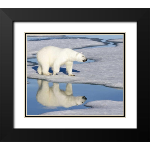 Norway, Svalbard Polar bear reflected in pool Black Modern Wood Framed Art Print with Double Matting by Young, Bill