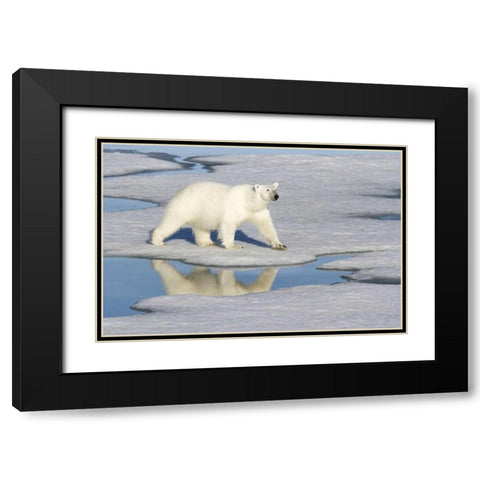Norway, Svalbard Polar bear reflected in pool Black Modern Wood Framed Art Print with Double Matting by Young, Bill
