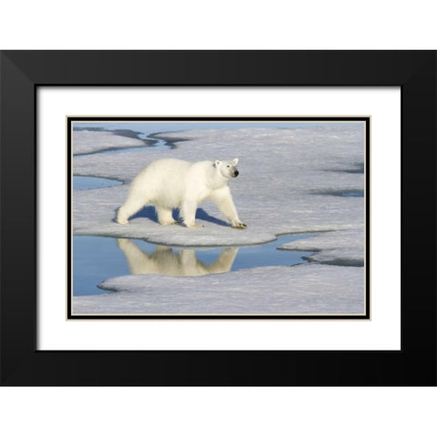 Norway, Svalbard Polar bear reflected in pool Black Modern Wood Framed Art Print with Double Matting by Young, Bill