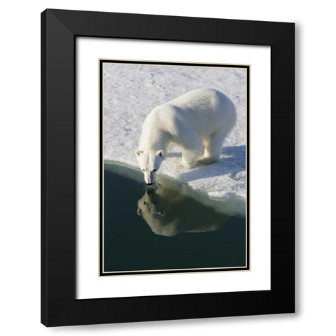 Norway, Svalbard Polar bear reflected in water Black Modern Wood Framed Art Print with Double Matting by Young, Bill