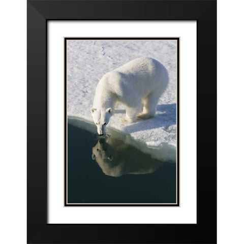Norway, Svalbard Polar bear reflected in water Black Modern Wood Framed Art Print with Double Matting by Young, Bill
