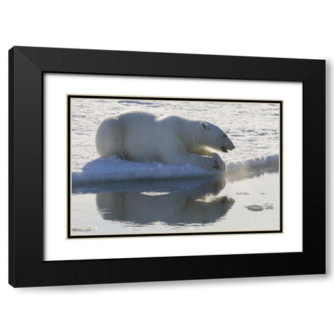 Norway, Svalbard Polar bear backlit as it sits Black Modern Wood Framed Art Print with Double Matting by Young, Bill