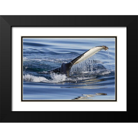 Norway, Svalbard Humpback whale tailfin breeches Black Modern Wood Framed Art Print with Double Matting by Young, Bill