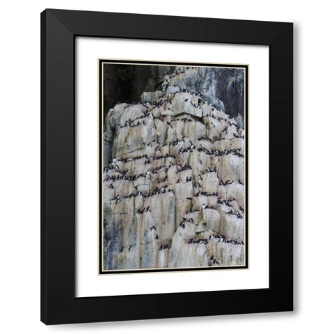 Norway, Svalbard Alkefjellet cliff bird colony Black Modern Wood Framed Art Print with Double Matting by Young, Bill