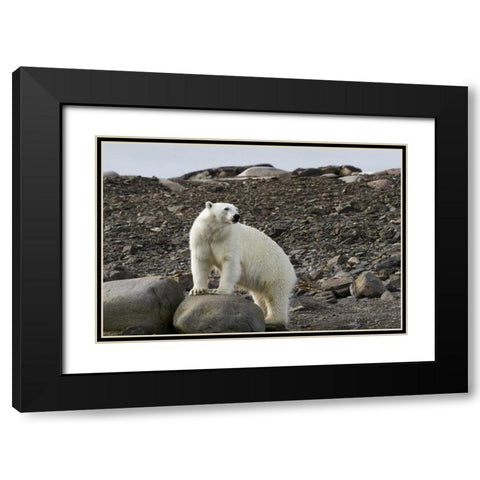 Norway, Svalbard Polar bear on rocky ground Black Modern Wood Framed Art Print with Double Matting by Young, Bill