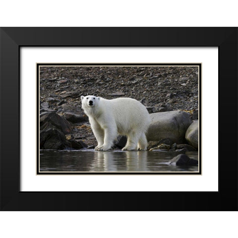 Norway, Svalbard Polar bear next to water Black Modern Wood Framed Art Print with Double Matting by Young, Bill