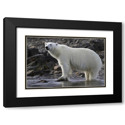 Norway, Svalbard Polar bear standing in water Black Modern Wood Framed Art Print with Double Matting by Young, Bill
