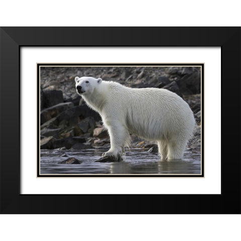 Norway, Svalbard Polar bear standing in water Black Modern Wood Framed Art Print with Double Matting by Young, Bill