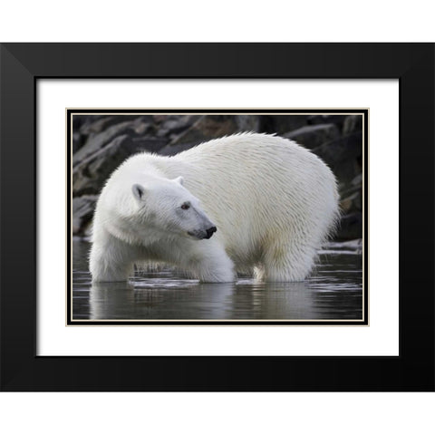 Norway, Svalbard Polar bear standing in water Black Modern Wood Framed Art Print with Double Matting by Young, Bill