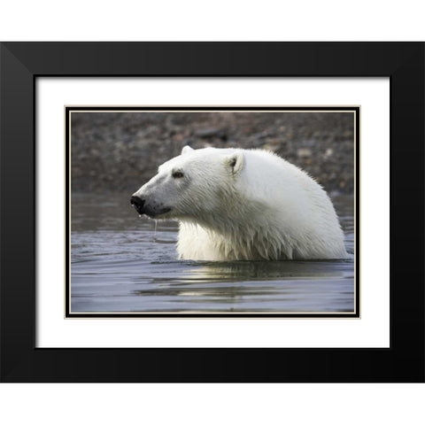 Norway, Svalbard Polar bear standing in water Black Modern Wood Framed Art Print with Double Matting by Young, Bill