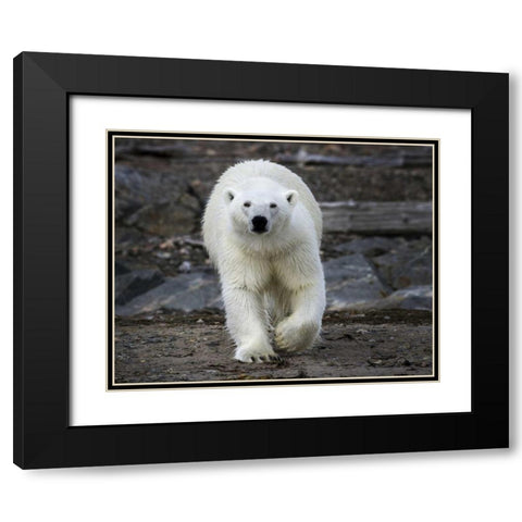 Norway, Svalbard Polar bear on rocky ground Black Modern Wood Framed Art Print with Double Matting by Young, Bill