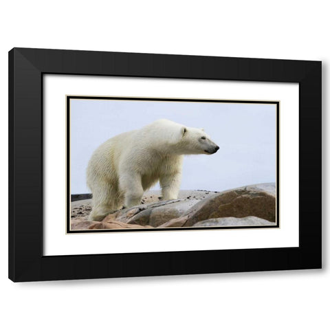 Norway, Svalbard Polar bear on rocky ground Black Modern Wood Framed Art Print with Double Matting by Young, Bill