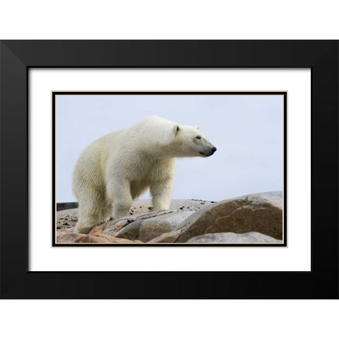 Norway, Svalbard Polar bear on rocky ground Black Modern Wood Framed Art Print with Double Matting by Young, Bill