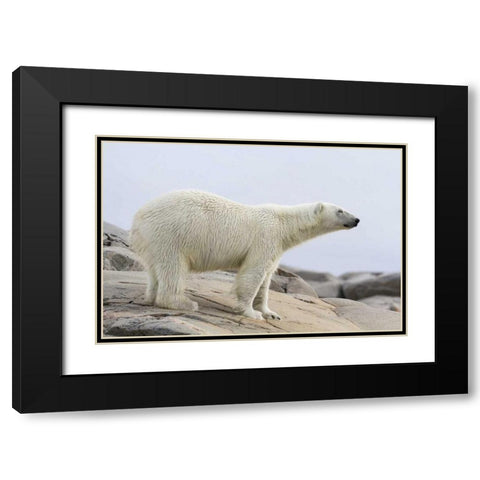 Norway, Svalbard Polar bear standing Black Modern Wood Framed Art Print with Double Matting by Young, Bill