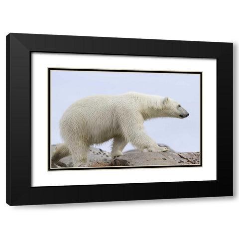 Norway, Svalbard Polar bear walking on rocks Black Modern Wood Framed Art Print with Double Matting by Young, Bill