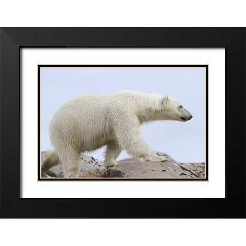 Norway, Svalbard Polar bear walking on rocks Black Modern Wood Framed Art Print with Double Matting by Young, Bill
