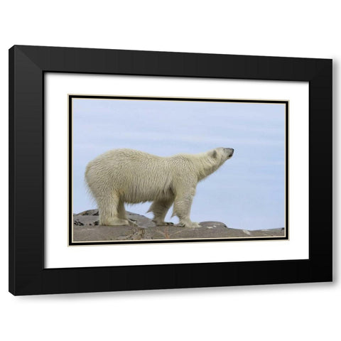 Norway, Svalbard Polar bear sniffing the air Black Modern Wood Framed Art Print with Double Matting by Young, Bill