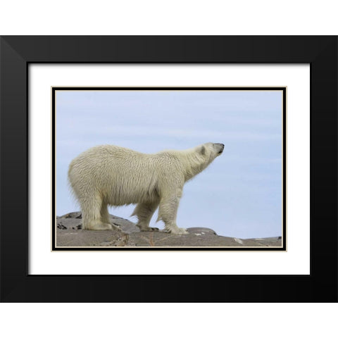 Norway, Svalbard Polar bear sniffing the air Black Modern Wood Framed Art Print with Double Matting by Young, Bill