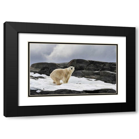 Norway, Svalbard Polar bear on snow Black Modern Wood Framed Art Print with Double Matting by Young, Bill
