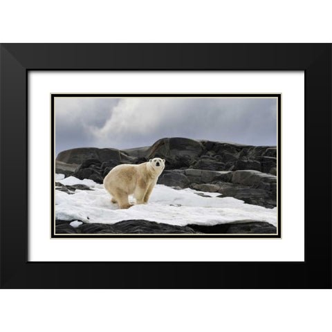 Norway, Svalbard Polar bear on snow Black Modern Wood Framed Art Print with Double Matting by Young, Bill