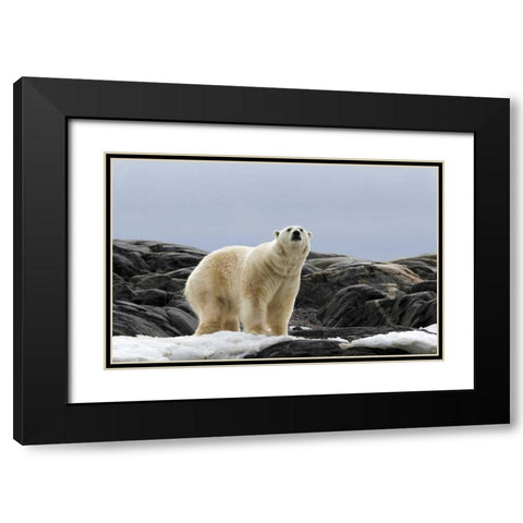 Norway, Svalbard Polar bear on snow Black Modern Wood Framed Art Print with Double Matting by Young, Bill