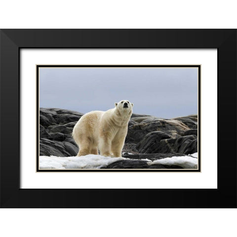 Norway, Svalbard Polar bear on snow Black Modern Wood Framed Art Print with Double Matting by Young, Bill