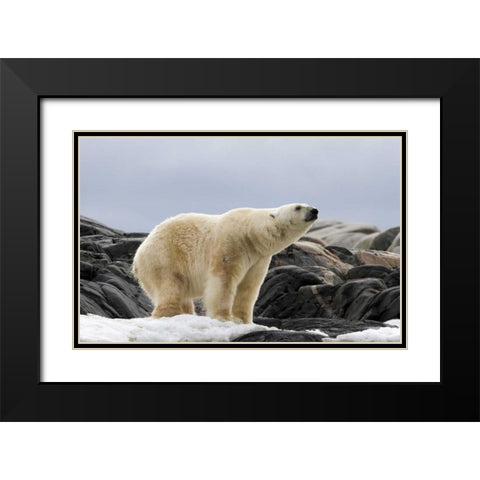 Norway, Svalbard Polar bear on snow Black Modern Wood Framed Art Print with Double Matting by Young, Bill
